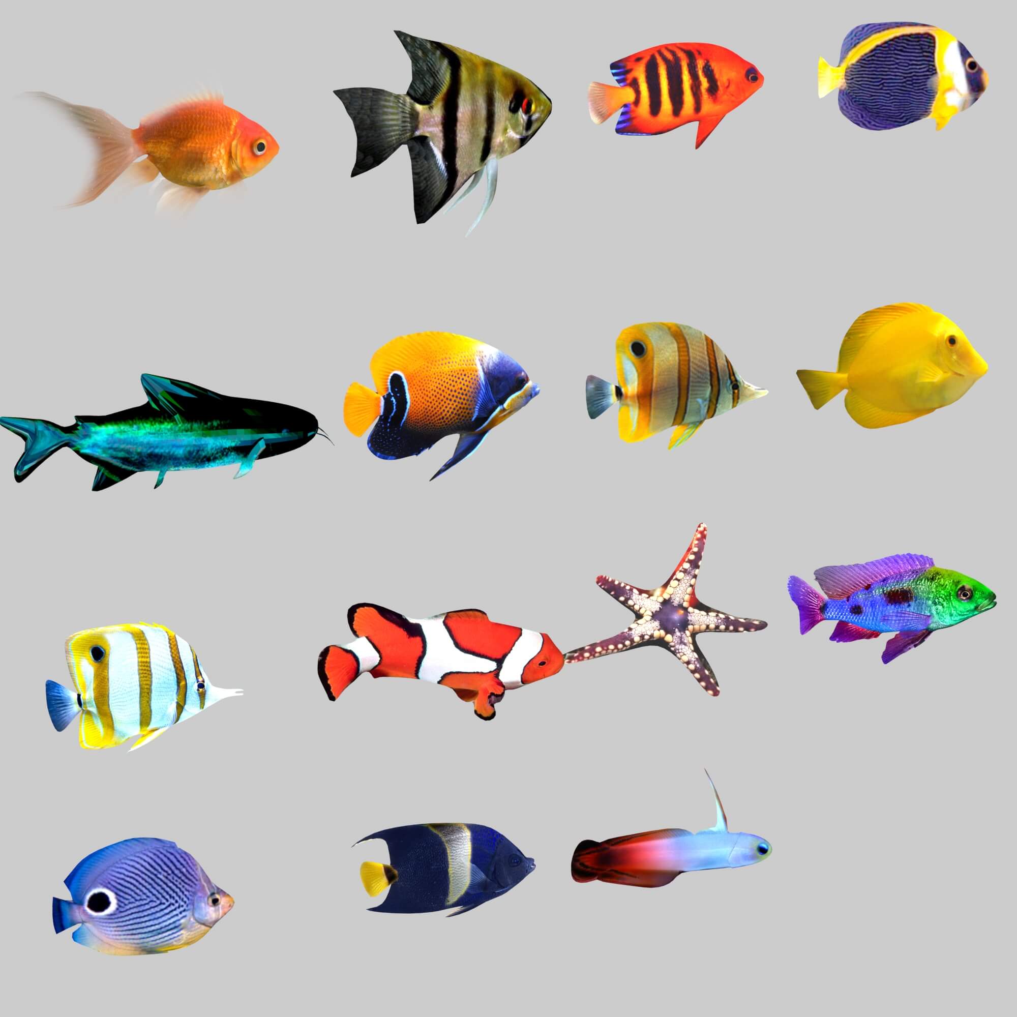 Aquarium Fish Collection 3d Model