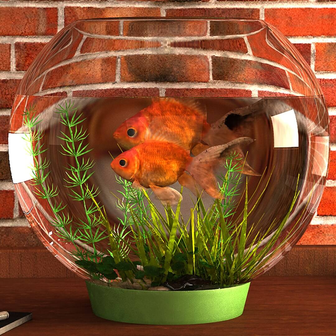 Gold Fish Aquarium Animated 3d model 